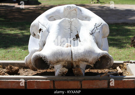 Upper jaw of elephant displayed on brick block at Victoria Falls Private Game Reserve, Zimbabwe. Stock Photo