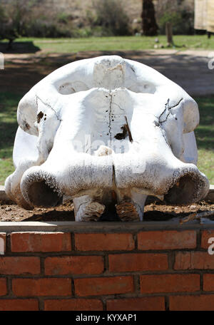 Upper jaw of elephant displayed on brick block at Victoria Falls Private Game Reserve, Zimbabwe. Stock Photo