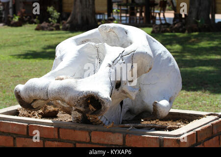 Upper jaw of elephant displayed on brick block at Victoria Falls Private Game Reserve, Zimbabwe. Stock Photo