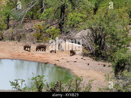 Family of warthogs at waterhole in savannah, Victoria Falls Private Game Reserve, Zimbabwe. Stock Photo