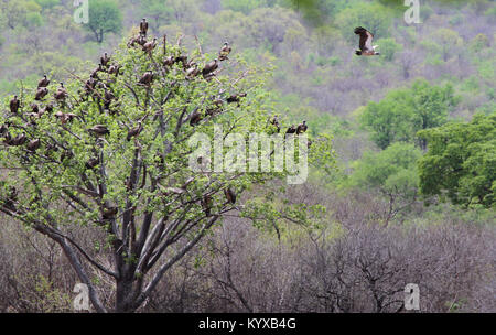 White-backed vultures in sitting in tree, Victoria Falls Private Game Reserve, Zimbabwe. Stock Photo