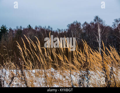 Dry yellow spiks of grass against winter field ans foresr with blue skky above. Stock Photo