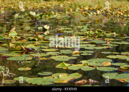 Beaver Lake - Stanley Park, Vancouver, British Columbia, Canada Stock Photo