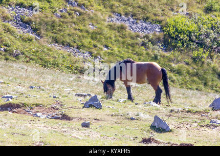Brown horse with black mane & tail grazing at Zavizan - Northern Velebit National Park, Croatia -  Aug 2016 Stock Photo