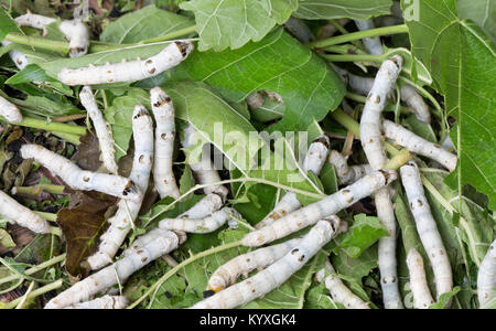 Close-up of silkworms  'Bombyx mori'  feeding on White Mulberry 'Morus alba'  leaves,   Hoi An, Quang Nam Province. Stock Photo