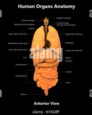 Human Body Organs Label Design Anterior view Anatomy Stock Photo