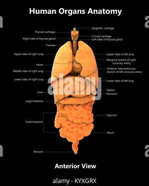 Human Body Organs Label Design Anterior view Anatomy Stock Photo