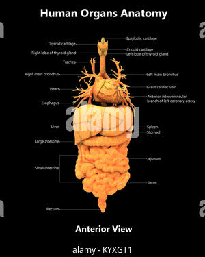 Human Body Organs Label Design Anterior view Anatomy Stock Photo