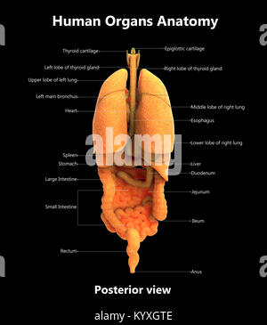 Human Body Organs Label Design Posterior view Anatomy Stock Photo