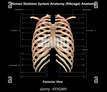 Human Skeleton System Rib Cage Label Design Posterior View Anatomy Stock Photo