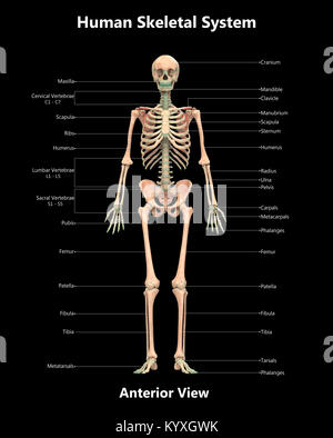 Human Skeleton System Label Design Anterior View Anatomy Stock Photo