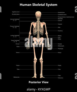 Human Skeleton System Label Design Posterior View Anatomy Stock Photo