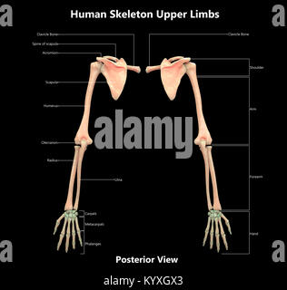 Human Skeleton System Upper Limbs Label Design Posterior View Anatomy Stock Photo