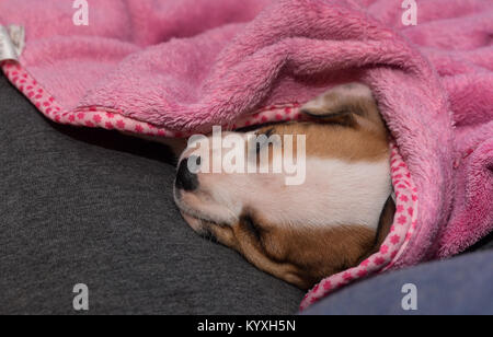 A 6-week old beagle puppy sleeps in a pink blanket on a couch. Stock Photo