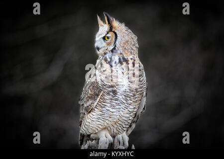 Grey Horned Owl Stock Photo
