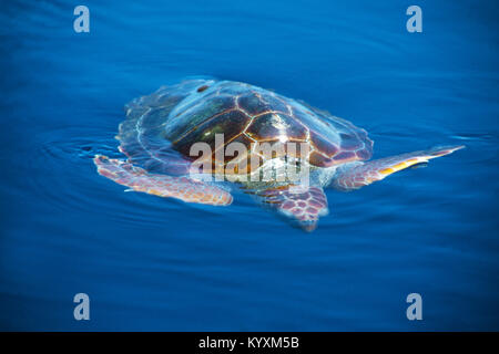 Loggerhead seaturtle (Caretta caretta) on surface at open sea, Acores, Portugal, Atlantic ocean Stock Photo