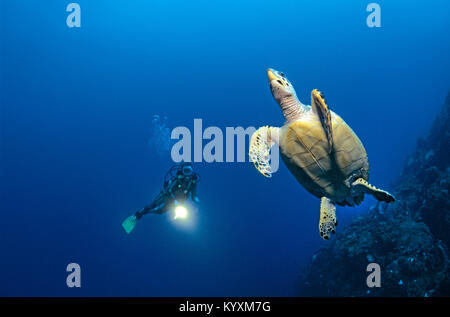 Scuba diver and Hawksbill turtle (Eretmochelys imbricata), Cozumel island, Yucatan, Mexico, Carribean Stock Photo