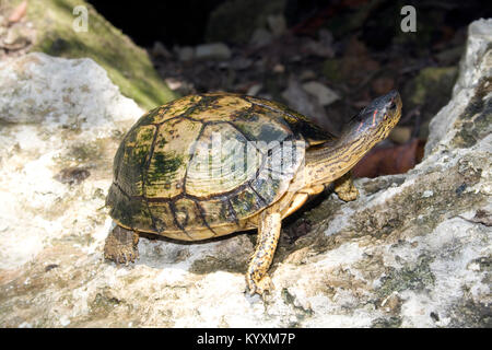 Red-eared Terrapin, Red-eard Slider (Trachemys scripta elegans), Tulum, Yucatan peninsula, Mexico, Caribbean Stock Photo