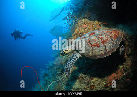 Scuba diver and Hawksbill turtle (Eretmochelys imbricata), Moalboal, Cebu island, Philippines, Asia Stock Photo