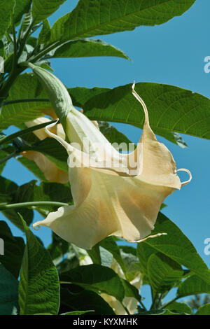 flower and leaves of angel's trumpet, brugmansia arborea, solanaceae Stock Photo