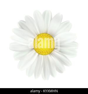 Spring daisy flowers isolated on white background. Vector illustration Stock Vector