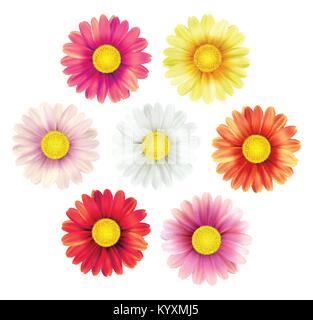 Big set of beautiful colorful spring daisy flowers isolated on white background. Vector illustration Stock Vector