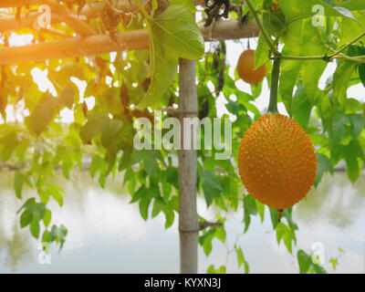 Young baby jackfruit on the vine Stock Photo