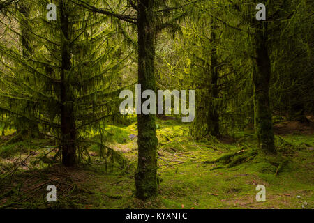 Trees covered with moss and lichen at Alwen reservoir, North Wales Stock Photo