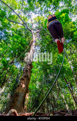 Guy swinging from the tree on liana plant in the tropical forest of Sri Lanka Stock Photo
