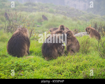Gelada (Theropithecus gelada) monkeys in Semien Mountains, Ethiopia. Stock Photo