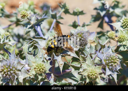 Mammoth wasp Megascolia maculata very large wasp. Stock Photo