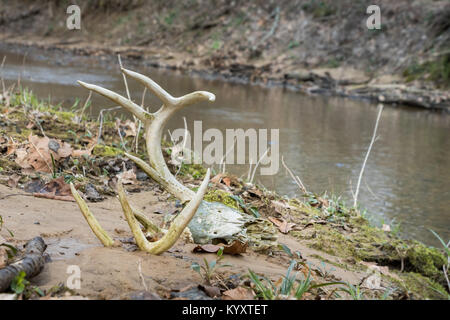 Whitetail buck skull lying at creeks edge with antlers sticking up out of the sand Stock Photo