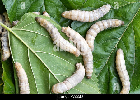 Close-up of silkworms  'Bombyx mori'  feeding on White Mulberry 'Morus alba'  leaves,   Hoi An, Quang Nam Province. Stock Photo