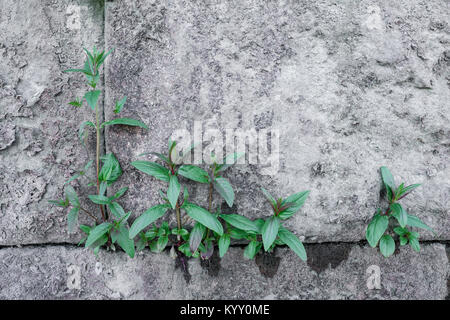 High angle view of plants growing on footpath Stock Photo