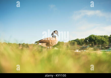 Low angle view of Canada Goose on grassy field against sky Stock Photo
