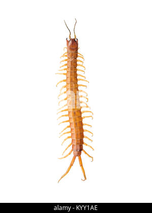Overhead view of centipede over white background Stock Photo