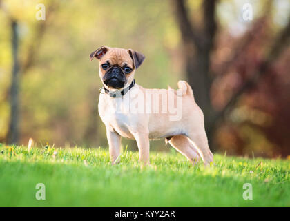 Pug dog on the green grass Stock Photo - Alamy