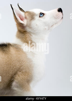 A very cute young Husky dog puppy with piercing blue eyes looks upwards Stock Photo