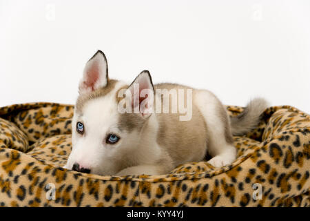 Fluffy young Husky dog puppy with piercing blue eyes looks up from his bed Stock Photo