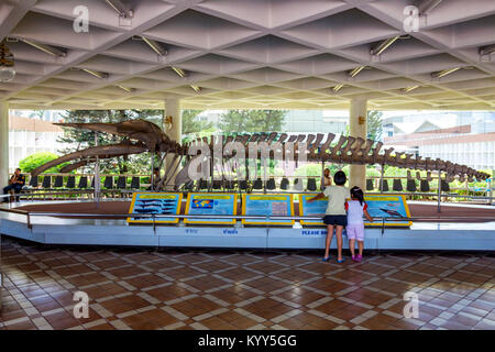 BANG SAEN, THAILAND - CIRCA MARCH 2013: Whale skeleton in museum Stock Photo