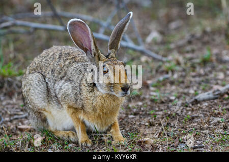 Indian Hare - Lepus nigricollis, Sri Lanka Stock Photo