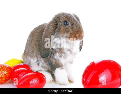 Easter bunny rabbit lop with eggs on isolated white background. Cute. Stock Photo