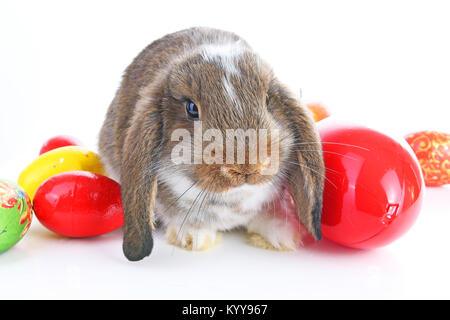 Easter bunny rabbit lop with eggs on isolated white background. Cute. Stock Photo