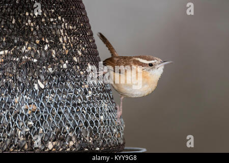 Carolina Wren on seed feeder. Stock Photo