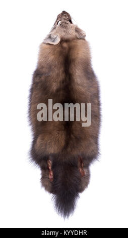 Beautiful Siberian Barguzin sable on white background. First grade. Back view Stock Photo