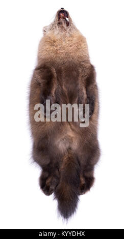 Beautiful Siberian Barguzin sable on white background. First grade. View of abdomen Stock Photo