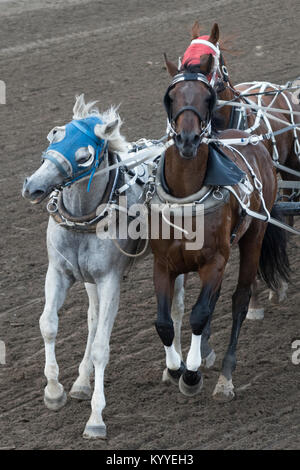 Horses at chuckwagon race during Calgary Stampede, Calgary, Alberta, Canada Stock Photo