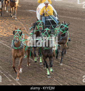 Chuckwagons racing during Calgary Stampede, Calgary, Alberta, Canada Stock Photo