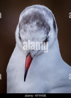 Close-up head and shoulders portrait of a black headed gull Croicocephalus ridibundus in winter plumage without the chocolate brown head cap - UK Stock Photo