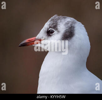 Close-up head and shoulders portrait of a black headed gull Croicocephalus ridibundus in winter plumage without the chocolate brown head cap - UK Stock Photo